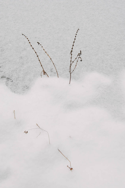 Details of the Northern forest. Plants on the shore of a frozen lake - 写真・画像