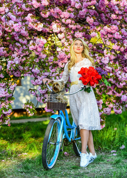 Flora and botany. Woman with tulips bouquet. Sakura tree blooming. Spring holidays. Transportation and travel. Sakura season. Girl retro cruiser bicycle cute puppy dog sakura tree. Tourism concept - Foto, imagen