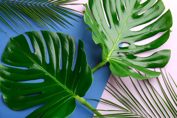 Beautiful monstera and palm leaves on color background, flat lay. Tropical plants - Foto, Bild