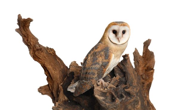 Beautiful common barn owl on tree against white background - Foto, immagini