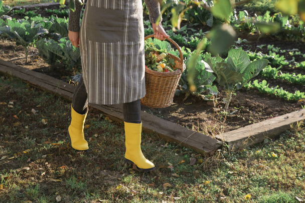 Woman with wicker basket harvesting vegetables from organic farm garden. - Fotografie, Obrázek