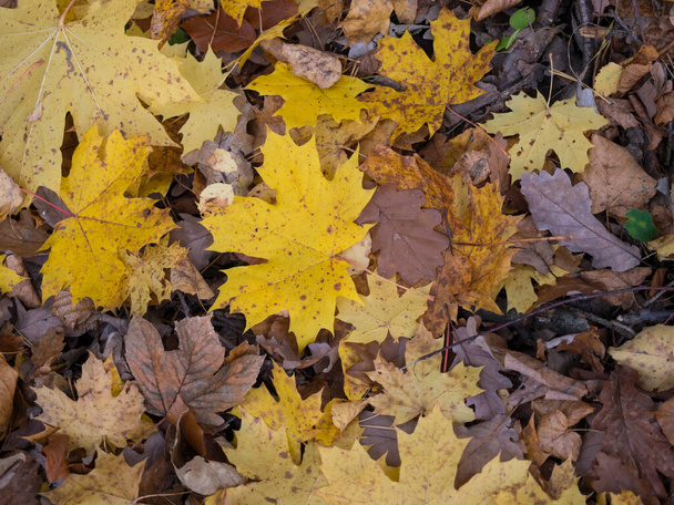 primo piano giallo e marrone caduto umido acero e foglie di faggio, Autunno sfondo naturale - Foto, immagini