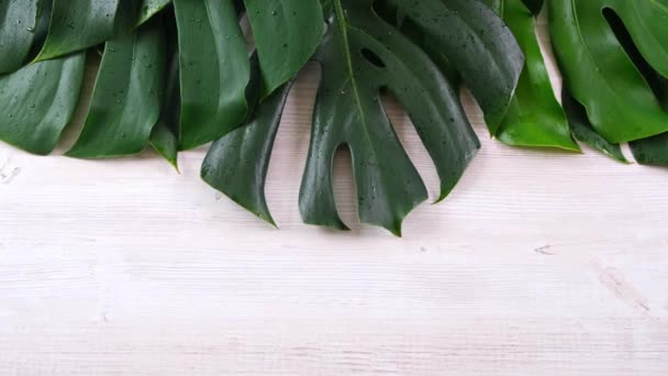 foglie di monstera verde tropicale estate su sfondo bianco in legno, rallentatore - Filmati, video