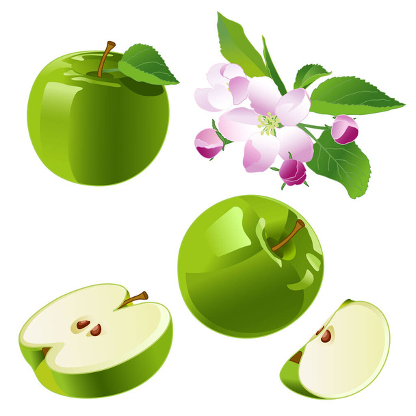 Conjunto de manzanas, manzanas verdes, rodajas de manzana, flor de manzana. Aislar las flores de primavera y las manzanas de frutas verdes. Ilustración vectorial sobre fondo blanco. - Vector, Imagen