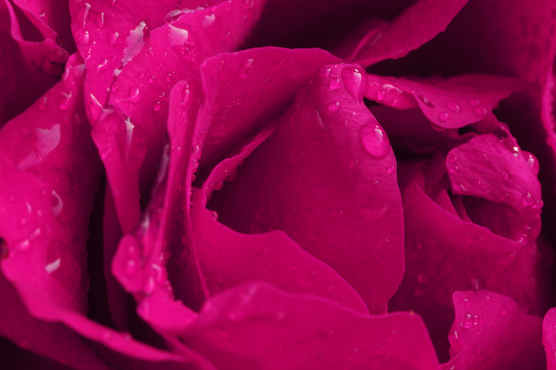 Pink vibrant rose petals with water droplets - Фото, зображення
