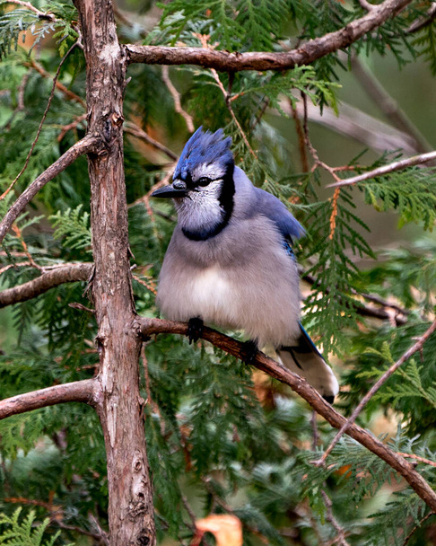Blue Jay close-up profile view perched on a branch with a cedar needle tree background in its wild environment and habitat. - Photo, Image