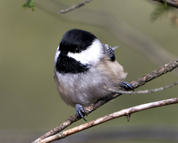Chickadee vista de primer plano del perfil encaramado en una rama con fondo borroso en su entorno y hábitat.  - Foto, Imagen