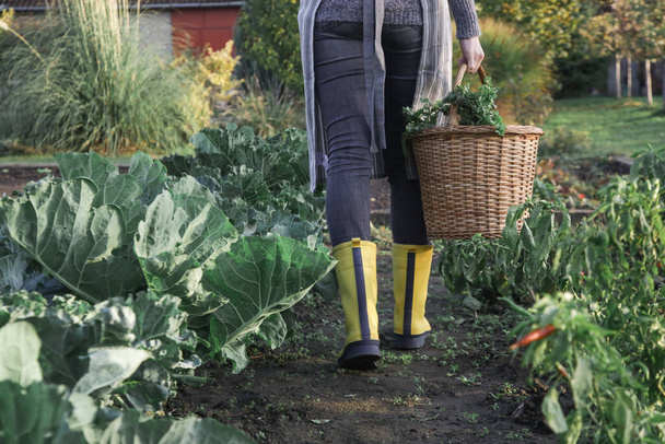 Young gardener in yellow rubber boots and wicker basket full of organic vegetables from farm garden. - Photo, image