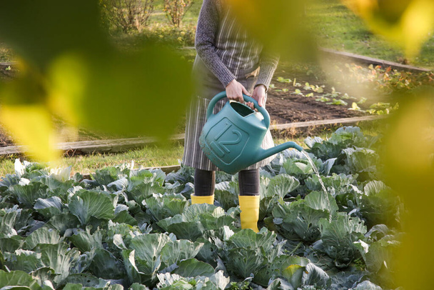 Frau in gelben Gummistiefeln gießt Kohlgarten mit Wasserkanne. Hausarbeit für den Sturz auf den Bauernhof. - Foto, Bild