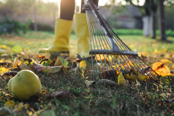 Κηπουρός γυναίκα με κίτρινες λαστιχένιες μπότες τσουγκρανίζει ξηρά φύλλα του φθινοπώρου στον κήπο. Φθινοπωρινή εργασία στον κήπο. - Φωτογραφία, εικόνα