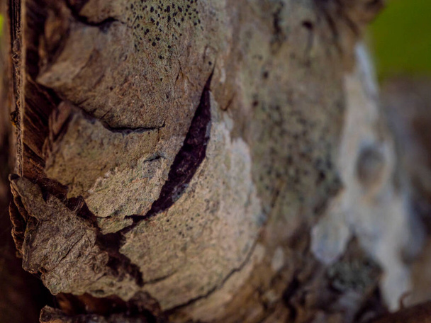 Дерево, вирубане в лісі
 - Фото, зображення