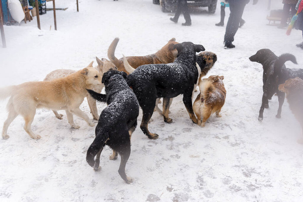 A big flock of stray dogs are on the fair in winter - Photo, Image