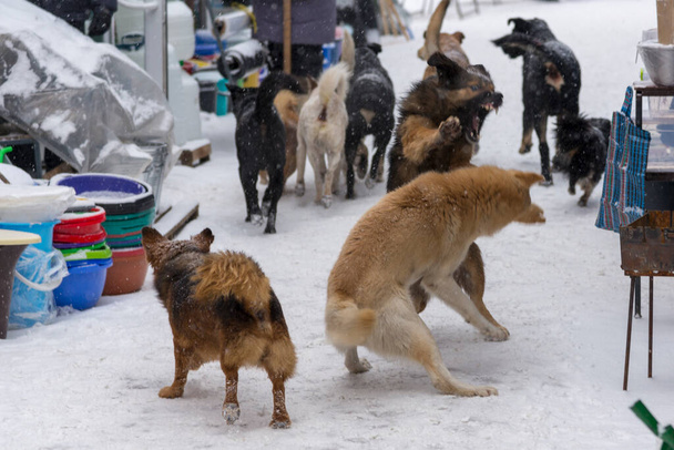 Homeless rabid dogs fight on the street in winter - Photo, Image
