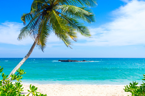 Playa tropical en Sri Lanka
 - Foto, imagen