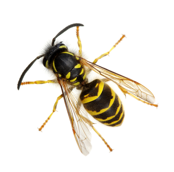 Wespe isoliert auf weißem Hintergrund - Foto, Bild