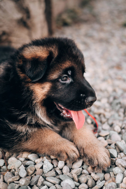 Retrato de un cachorro pastor negro y rojo de cerca. Encantador perro pastor alemán bebé acostado, posando y sonriendo. Criadero pastor alemán. - Foto, imagen
