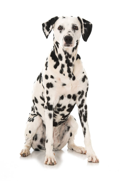 Dalmaçyalı köpek beyaz arka planda izole edilmiş - Fotoğraf, Görsel
