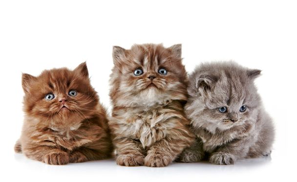 British long hair kittens - Photo, Image