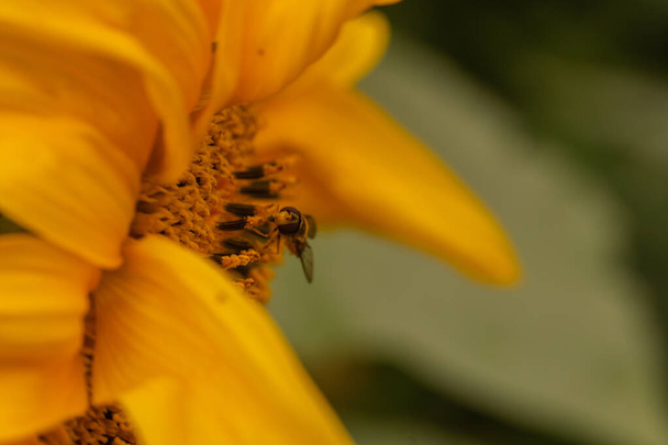 Yellow blooming sunflower macro with bee fly - Foto, immagini