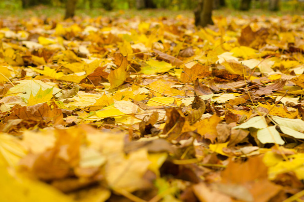 Autumn leaves on the grass, October day - Zdjęcie, obraz