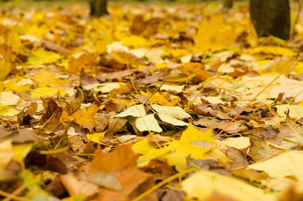 Autumn leaves on the ground - 写真・画像