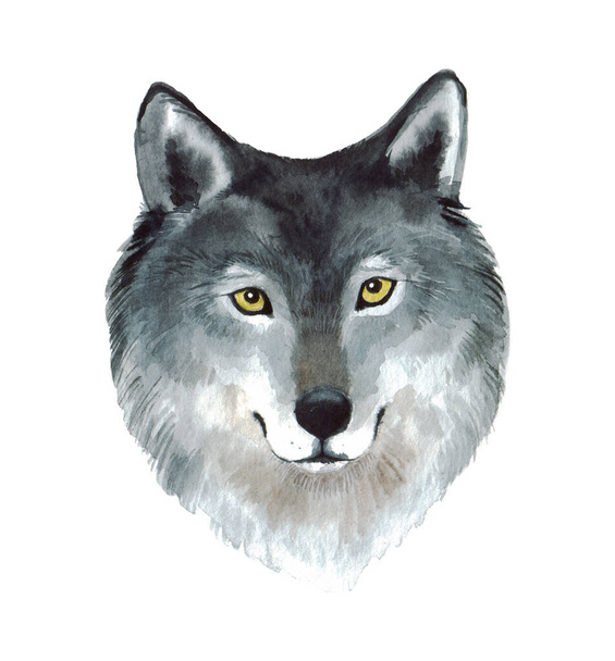 白い背景にオオカミの水彩画の肖像画。あなたのデザインのためのかわいい森林動物 - 写真・画像