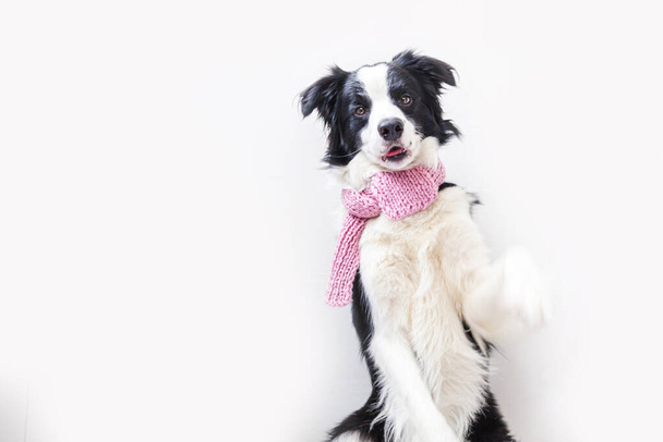 Funny cute puppy dog border collie wearing warm clothes scarf