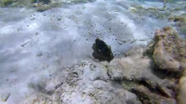Niedliche und bunte Krake ahmt den Meeresboden nach und schwimmt einem Taucher davon - Filmmaterial, Video