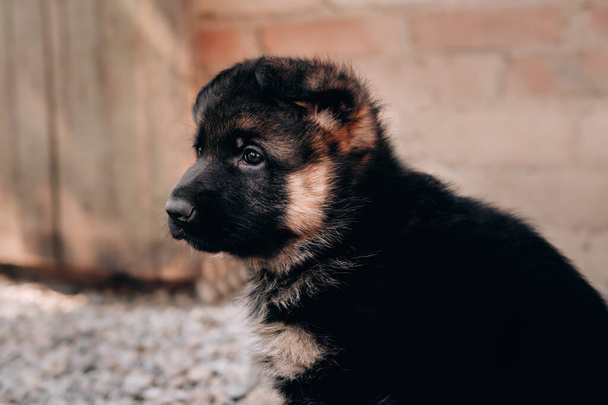 Portrait in profile of a charming month-old German shepherd puppy of black and red color with big bright eyes. German shepherd dog kennel. - Photo, Image