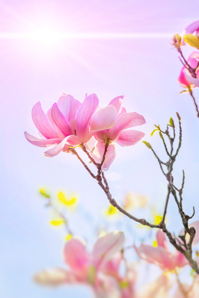 ροζ magnolia  - Φωτογραφία, εικόνα