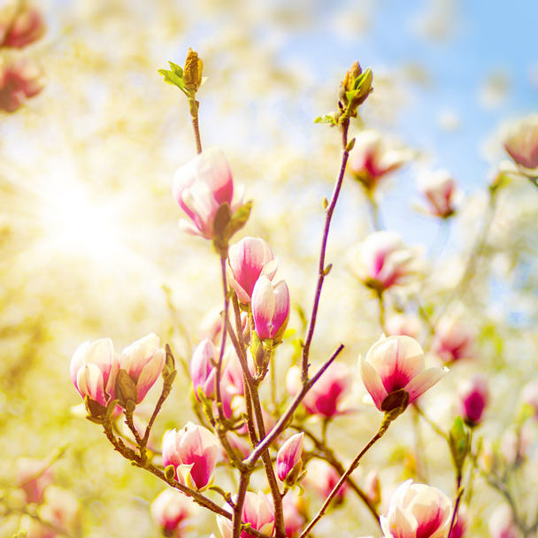 Magnolia rosa
  - Foto, imagen