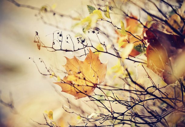 Osamělý žlutý javorový list na větvi pozdní podzim. - Fotografie, Obrázek