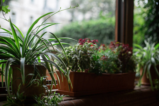 vases avec des plantes sur le rebord de la fenêtre avec lumière naturelle - Photo, image
