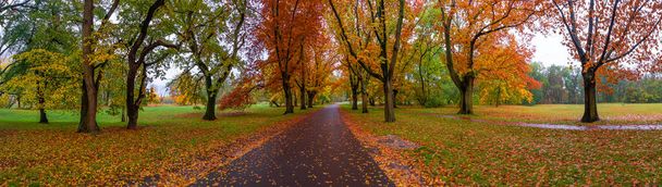 Panorama sur le parc de la ville avec différents arbres dans les couleurs de l'automne au jour de pluie avec un ciel lourd, Magdebourg, Allemagne - Photo, image