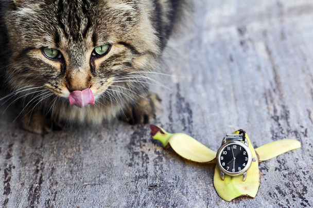 Norská lesní kočka se krmí v půl deváté. Kočka chce snídani. - Fotografie, Obrázek