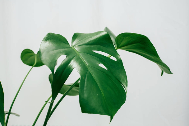 Monstera in a modern interior, the concept of minimalism - Photo, Image