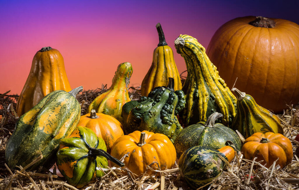 Collection of colorful cucurbits on hay. - Photo, Image