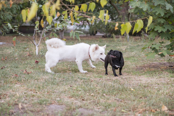 Mignon chien samoyed métis joue avec carlin. Ils s'amusent dans la journée d'été au parc - Photo, image