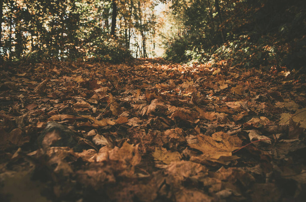 Seasonal Theme. Fallen Autumn Leaves in a Forest Matt Browny Color Grading. - Photo, Image