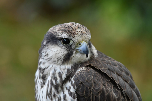 The laggar falcon portrait indian bird of prey - Photo, Image