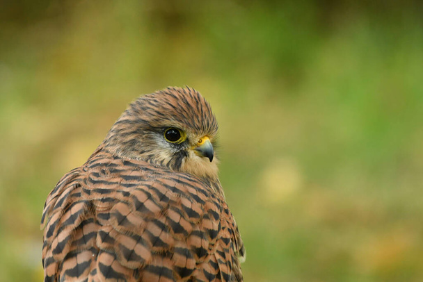 Face to face with female common kestrel - Photo, Image
