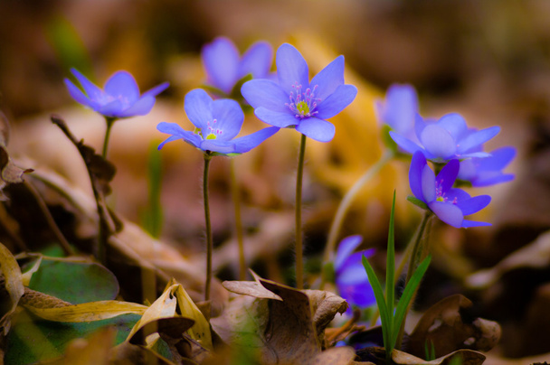 Blaue Frühlingsblumen im Gras - Foto, Bild