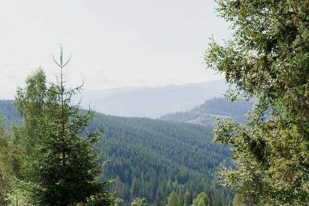 Paysage de montagnes verdoyantes avec épicéa dans les montagnes des Karpates. Belle nature de l'Ukraine. Tourisme dans notre pays. Unité avec la nature. - Photo, image