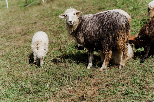 Çiftlikteki yeşil alanda koyunlar ve koçlar. Hayvanlardan yün üretimi. Dağlarda koyun sürüsü. - Fotoğraf, Görsel