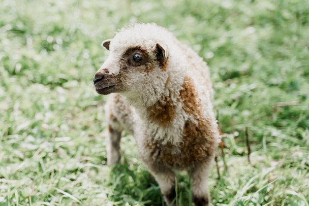 Drôle de mouton gros plan sur le champ vert. Joyeux animal avec belle laine. Advert pour la production de laine, lait, fromage de brebis et de béliers - Photo, image