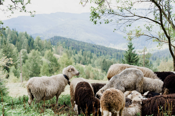 Dağlarda koyun sürüsü. Çiftlikteki yeşil alanda koyunlar ve koçlar. Hayvanlardan yün üretimi. - Fotoğraf, Görsel