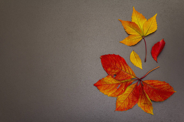 Fundo de outono com folhas de outono coloridas. Papel de parede festivo, cartão ou borda com folhagem brilhante. Pedra preta fundo de concreto, vista superior - Foto, Imagem