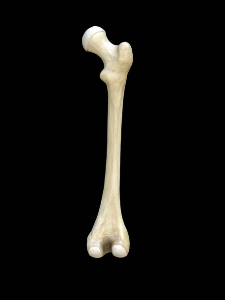 右の人間の大腿骨の骨、後のビュー、骨の解剖学的構造、黒の背景、 3Dレンダリング - 写真・画像