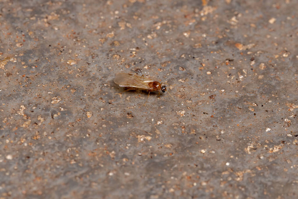 Brazilský Myrmicin Mravenec z podčeledi Myrmicinae - Fotografie, Obrázek