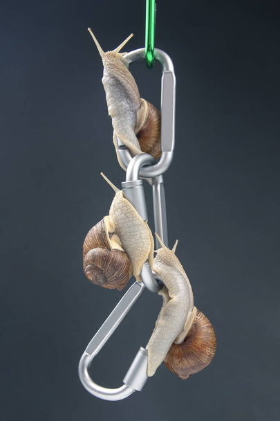 Helix pomatia. snails hold each other on metal carabiners for belay. mollusc and invertebrate. delicacy meat and gourmet food - Photo, Image